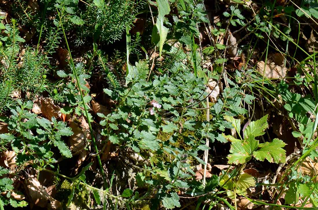 Teucrium chamaedrys / Camedrio comune